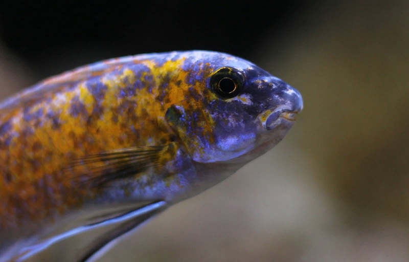 Labeotropheus fuelleborni 'Katale Island'